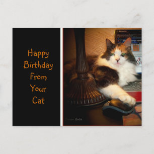 Feliz Cumpleaños de tu Gato Tarjeta Postal de Feli