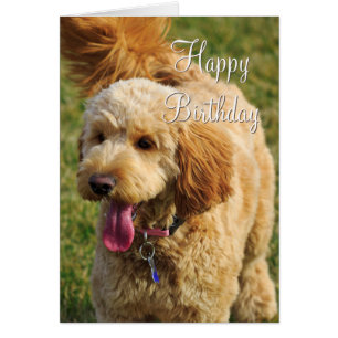 Feliz cumpleaños Goldendoodle Dog