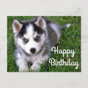 Feliz cumpleaños Husky Husky Perro postal siberian