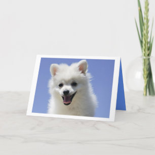 Feliz cumpleaños, la tarjeta de perro eskimo puppy