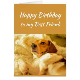 Feliz cumpleaños, mejor amigo, divertidos animales