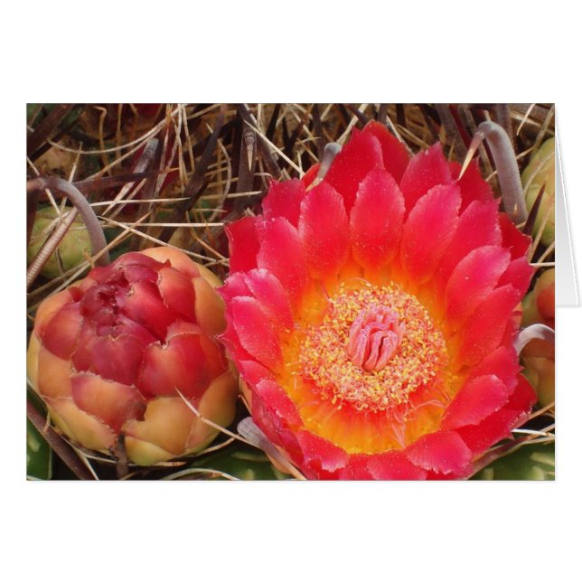 Feliz cumpleaños Nana Bright Cactus Bloom Foto (Anverso (Horizontal))
