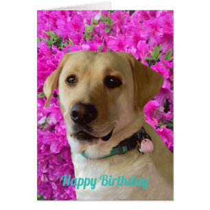 Feliz cumpleaños, perro labrador, flor rosa, ador
