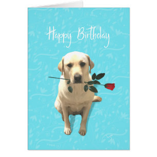 Feliz cumpleaños, perro recuperador con Rosa, ador