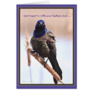 Feliz Cumpleaños: Plumas alborotadas