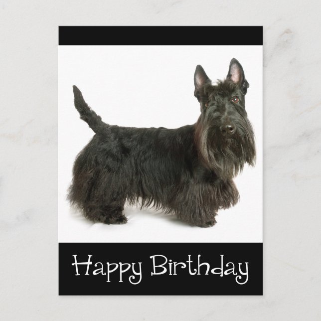 Feliz cumpleaños postal de Escocia Terrier Puppy (Anverso)