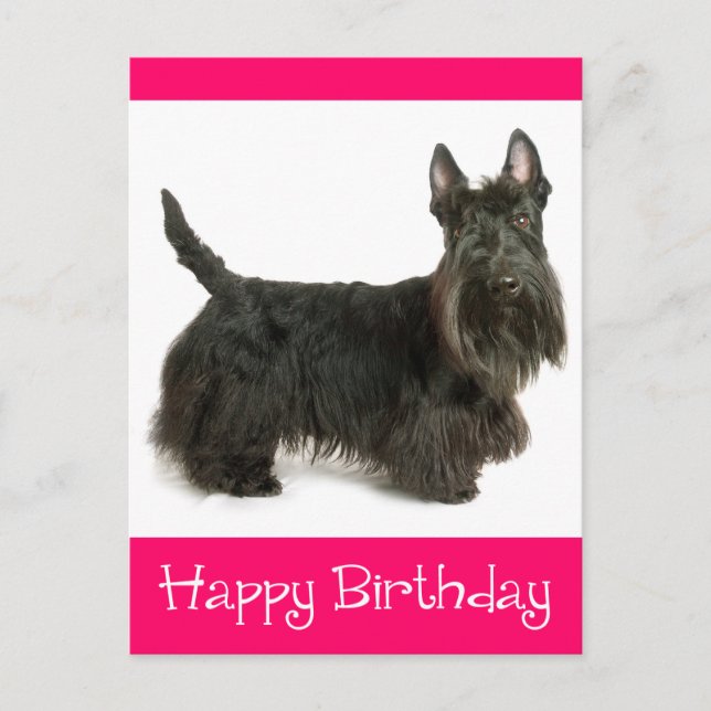 Feliz cumpleaños postal de Escocia Terrier Puppy (Anverso)