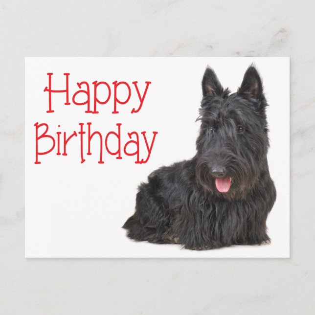 Feliz cumpleaños postal de Escocia Terrier Puppy (Anverso)