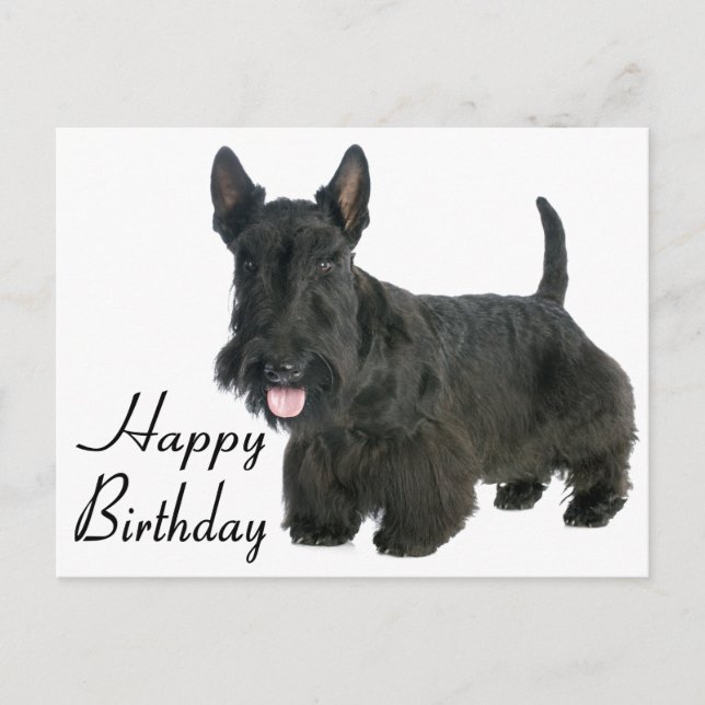 Feliz cumpleaños postal de Escocia Terrier Puppy (Anverso)