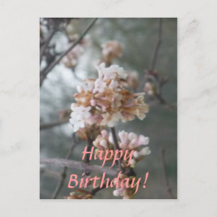 ¡Feliz cumpleaños! Postal (Winter Blossom)