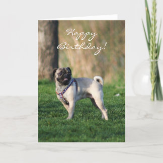 Feliz cumpleaños Pug en la tarjeta de saludo del p