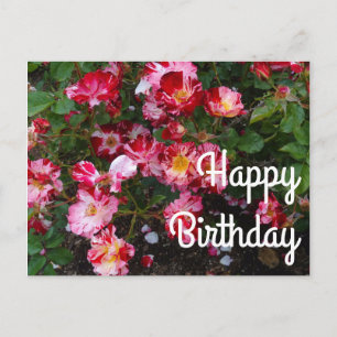 Feliz Cumpleaños Rosa del 4 de Julio #1 Tarjeta Po