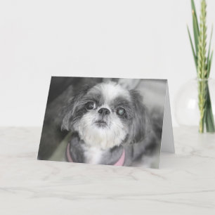 Feliz cumpleaños Shitzu Chica tarjeta de felicitac