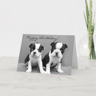 Feliz cumpleaños tarjeta de bienvenida Boston Terr
