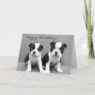 Feliz cumpleaños tarjeta de bienvenida Boston Terr