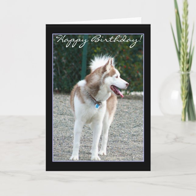 Feliz cumpleaños, tarjeta de bienvenida de Husky S (Anverso)