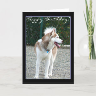 Feliz cumpleaños, tarjeta de bienvenida de Husky S