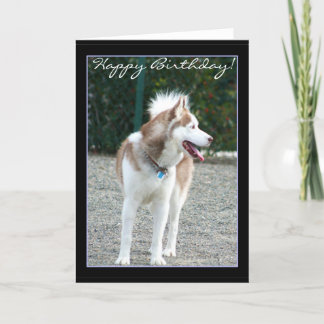 Feliz cumpleaños, tarjeta de bienvenida de Husky S