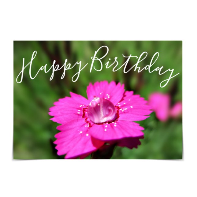 "Feliz cumpleaños" Tarjeta de lluvia Rosa Dianthus (Subido por el creador)