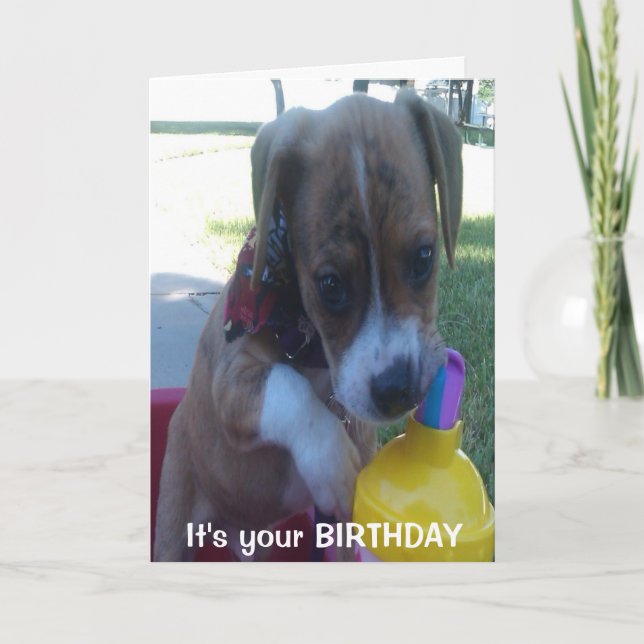 Feliz cumpleaños, tarjeta de saludo, cachorro bebi (Anverso)