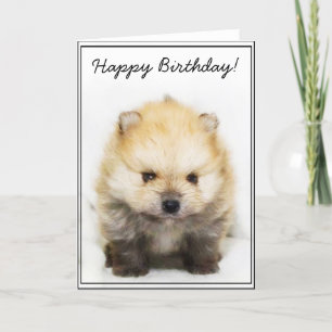 Feliz cumpleaños tarjeta de saludo de cachorro Pom