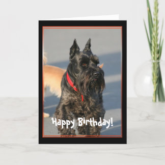 Feliz Cumpleaños Tarjeta de Saludo Terrier Escoces