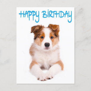 Feliz cumpleaños tarjeta postal de perro con porci