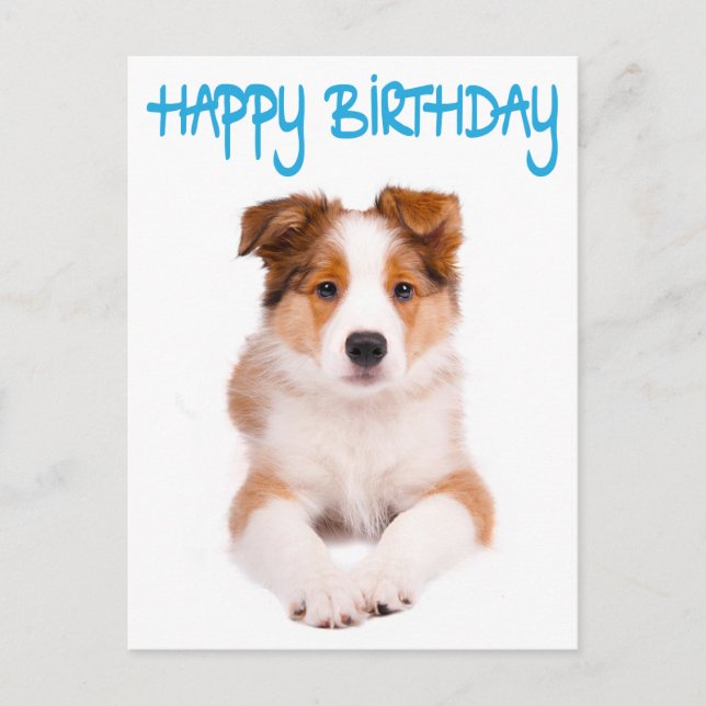 Feliz cumpleaños tarjeta postal de perro de porcin (Anverso)