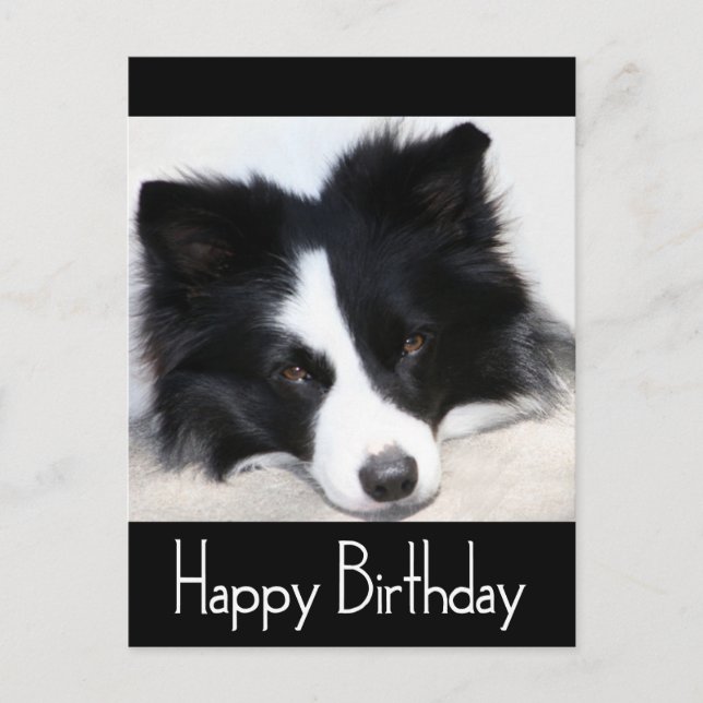 Feliz cumpleaños tarjeta postal de perro de porcin (Anverso)