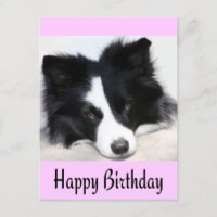 Feliz cumpleaños tarjeta postal de perro de porcin