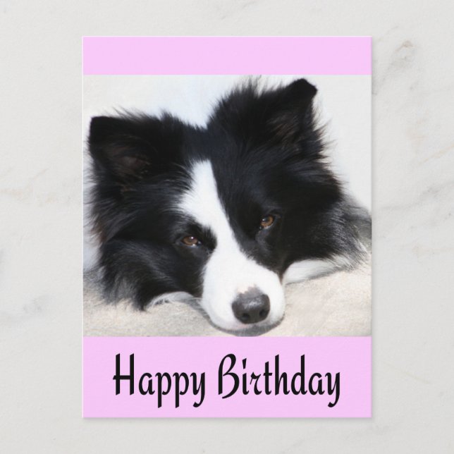 Feliz cumpleaños tarjeta postal de perro de porcin (Anverso)