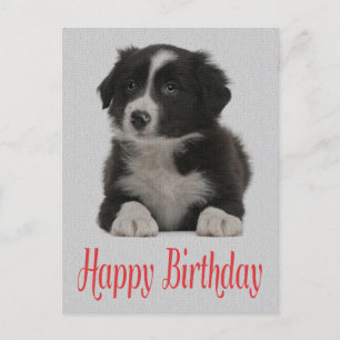Feliz cumpleaños tarjeta postal de perro de porcin