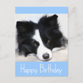 Feliz cumpleaños tarjeta postal de perro de porcin