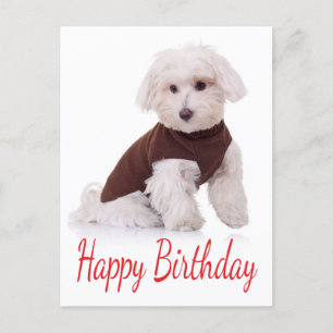 Feliz cumpleaños, tarjeta postal maltesa de perros