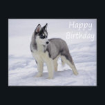 Feliz cumpleaños, tarjeta postal siberiana Husky p<br><div class="desc">Aww... ¿quién puede resistir la cara linda de un Husky siberiano? Esta tarjeta de felicitación por cumpleaños feliz presenta a un perro Husky siberiano jugando en la nieve. Las postales del cumpleaños feliz son la alternativa económica a las tarjetas de felicitación cuando quieres enviar una nota rápida. Otros regalos de...</div>