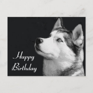 Feliz cumpleaños, tarjeta postal siberiana Husky p