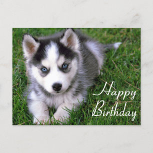 Feliz cumpleaños, tarjeta postal siberiana Husky p
