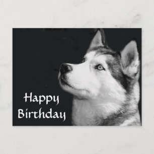 Feliz cumpleaños, tarjeta postal siberiana Husky p