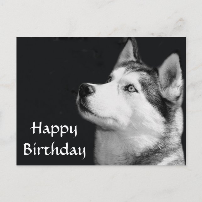 Feliz cumpleaños, tarjeta postal siberiana Husky p (Anverso)