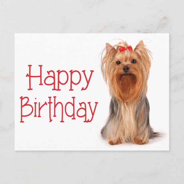 Feliz cumpleaños, tarjeta postal Terrier de Yorksh (Anverso)