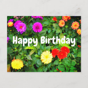 Feliz Cumpleaños Varias Dahlias #1 Tarjeta Postal