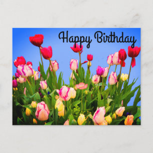 Feliz cumpleaños varios tulipanes #3 postal