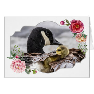 Feliz Día de la Madre, Geese