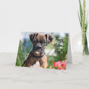 Feliz día de la madre, tarjeta de saludo del boxea