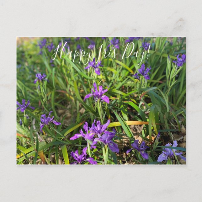 ¡Feliz Día del Iris! Postal (Anverso)