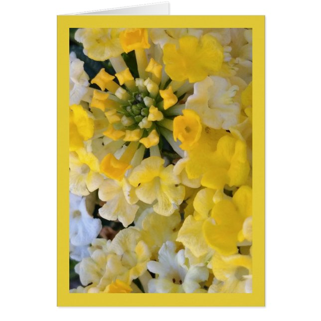 Feliz florecimiento amarillo- Canción del Sol. 6:1 (Frente)