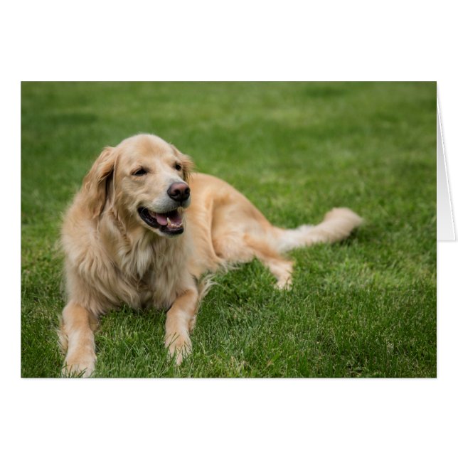 Feliz Golden Retriever (Anverso (Horizontal))