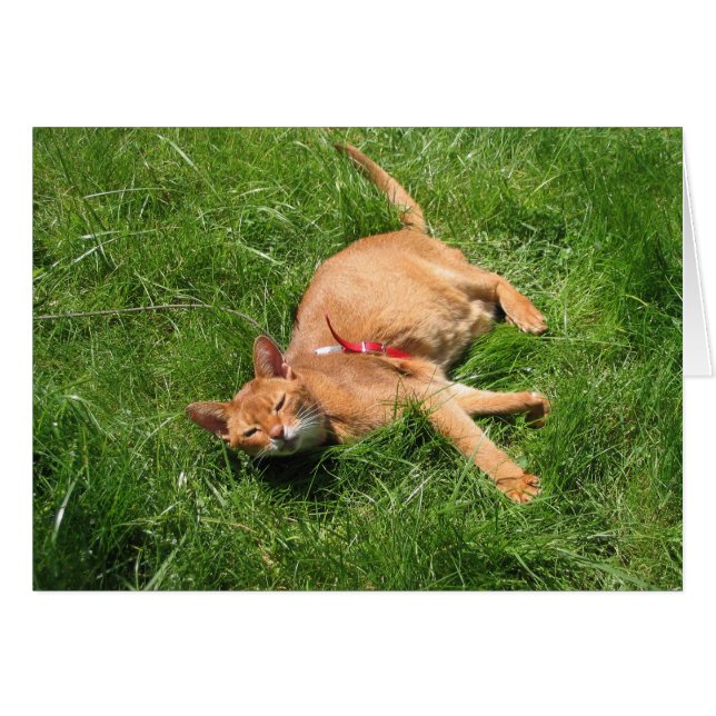 Feliz Kitty (Anverso (Horizontal))