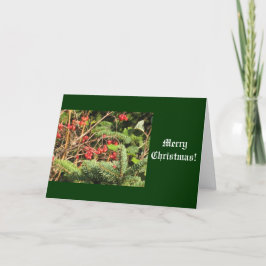 Feliz Navidad
