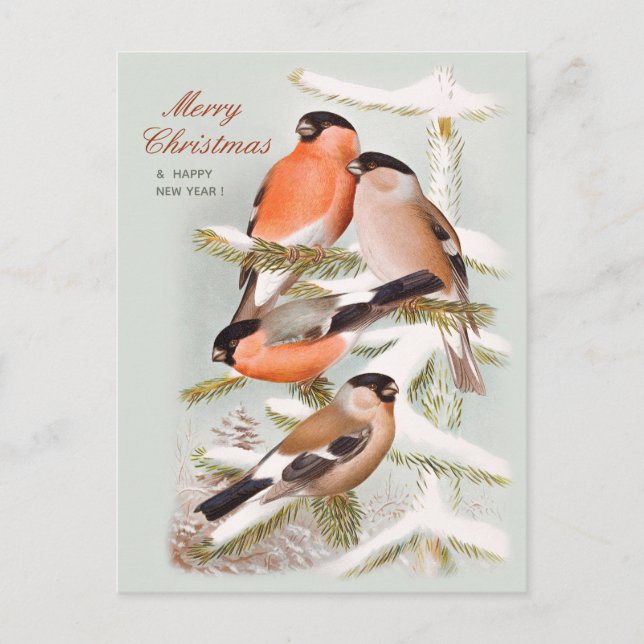 Feliz Navidad Bullfinches nevados pino CC1059 (Anverso)